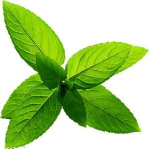 Aromatic - Parfums De France